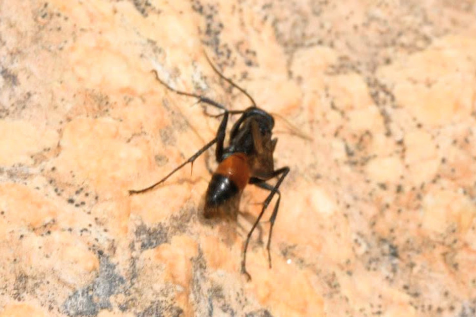 Pompilidae - útonállódarazsak