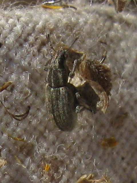 Sitona humeralis - lucerna-csipkézőbogár