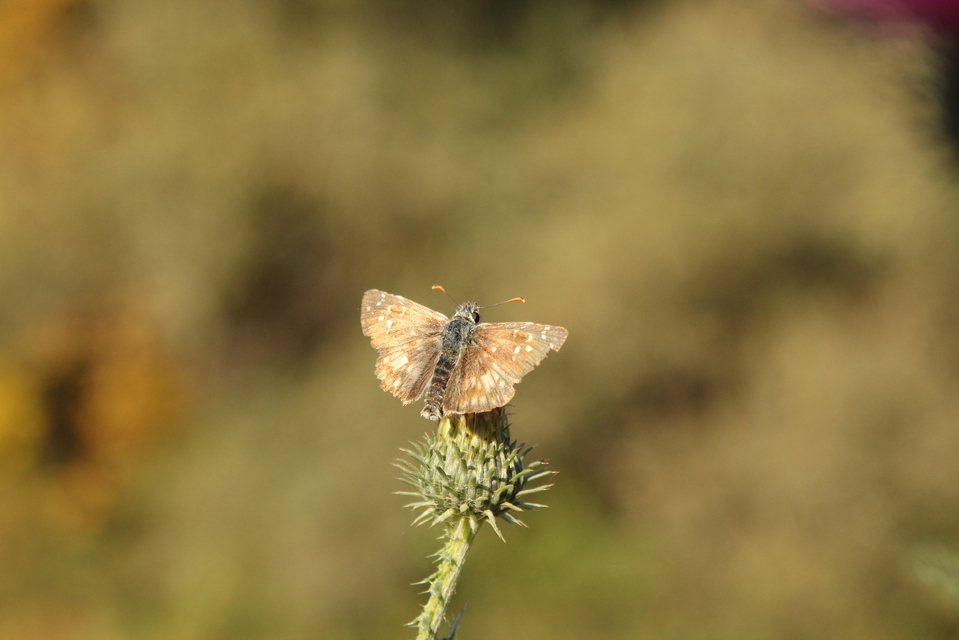 Pyrgus armoricanus - feles busalepke