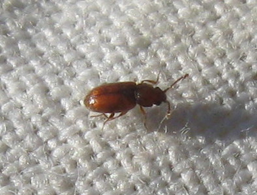 Cryptophagidae - penészbogárfélék