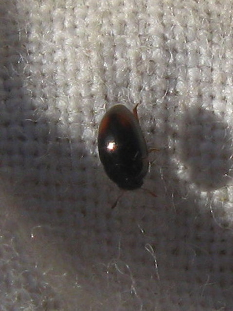 Phalacridae - kalászbogárfélék Phalacridae - kalászbogárfélék