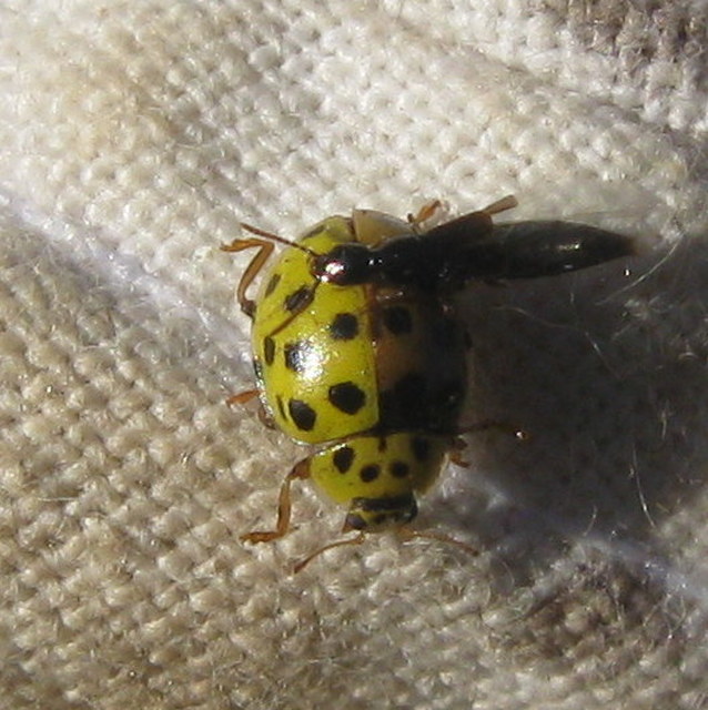 Psyllobora vigintiduopunctata - huszonkétpettyes katica