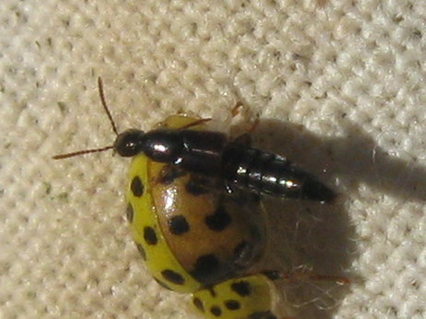 Philonthus