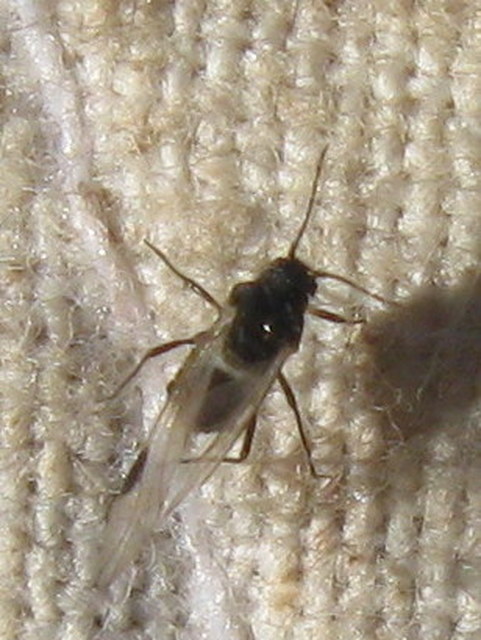 Aphididae - valódi levéltetvek