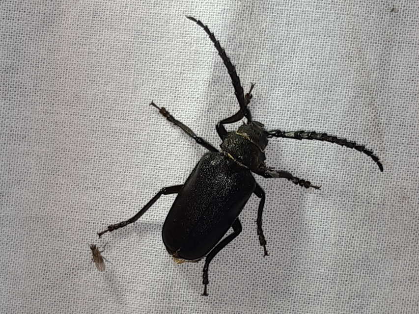 Prionus coriarius - csőszcincér