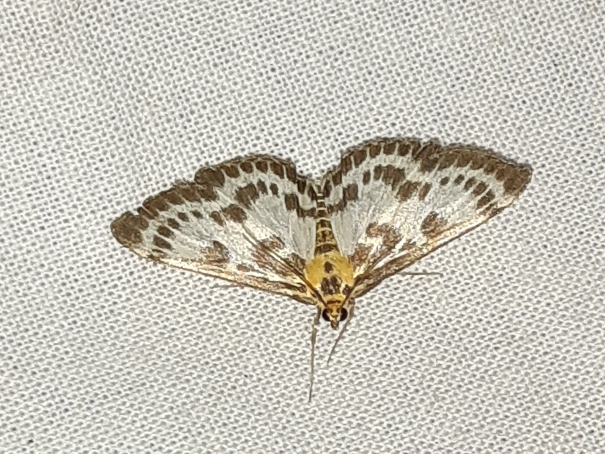 Anania hortulata - tarka csalánmoly