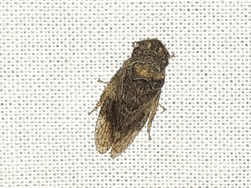 Ledra aurita - füleskabóca