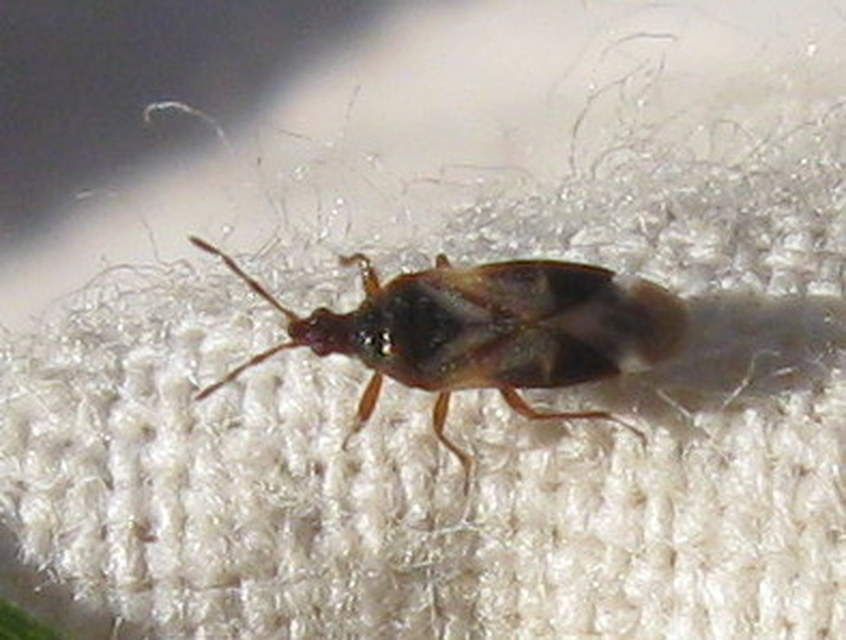 Anthocoridae - virágpoloskák Anthocoridae - virágpoloskák