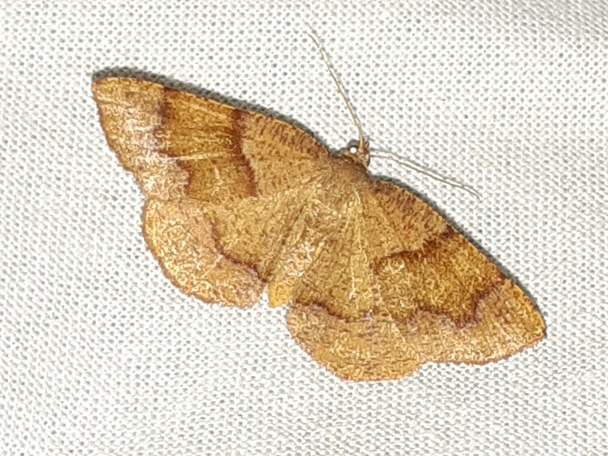 Plagodis pulveraria - szemcsés araszoló