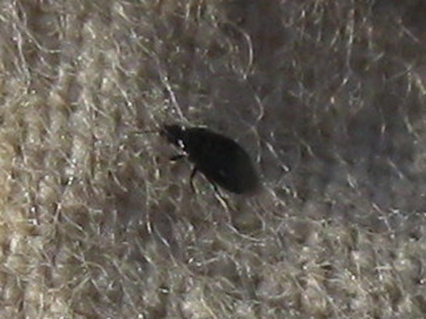 Anthocoridae - virágpoloskák Anthocoridae - virágpoloskák
