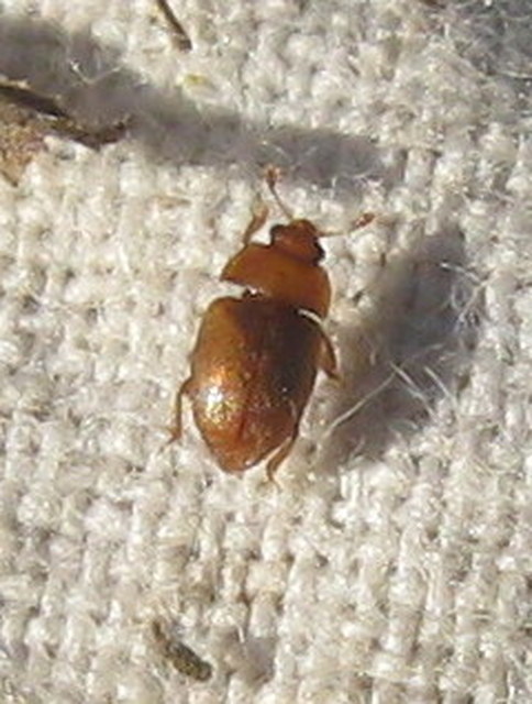 Nitidulidae - fénybogárfélék