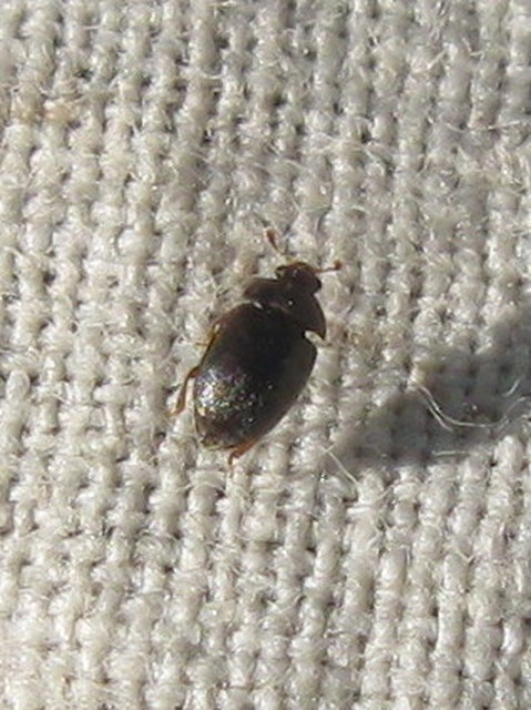 Nitidulidae - fénybogárfélék