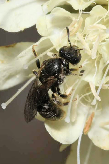 Lasioglossum