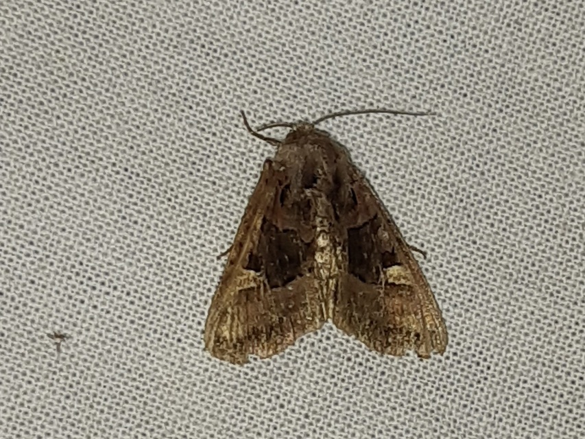 Euplexia lucipara - szeder-csipkésbagoly