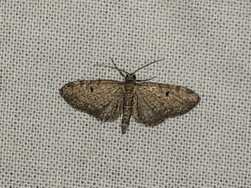 Eupithecia virgaureata - aranyvessző-törpearaszoló