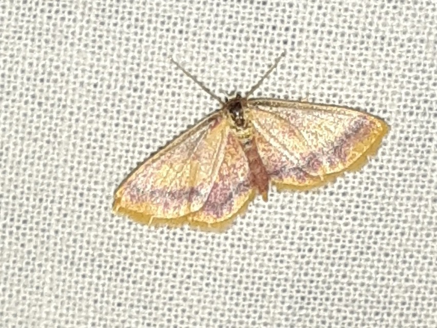 Idaea muricata - mocsári pirosaraszoló