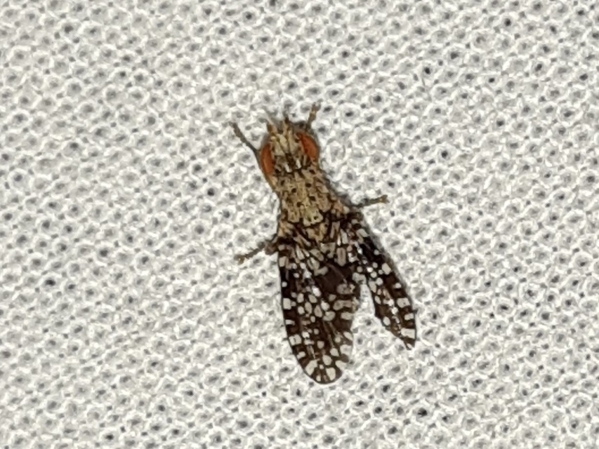 Trypetoptera punctulata - pirosszemű szarvaslégy