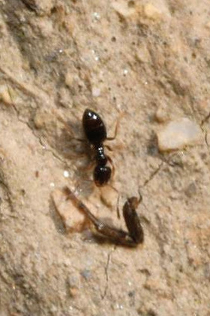 Plagiolepis