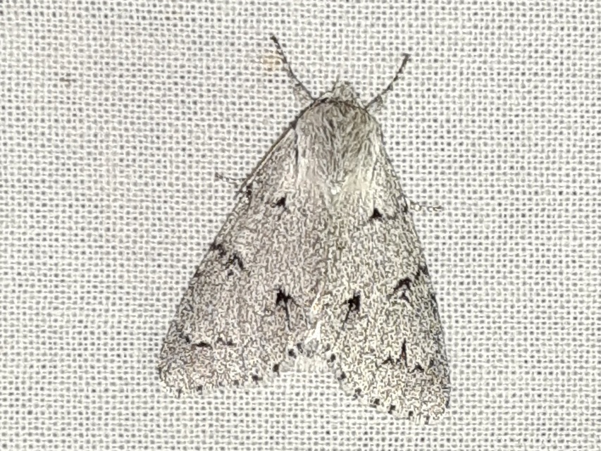 Acronicta leporina - fehér szigonyosbagoly