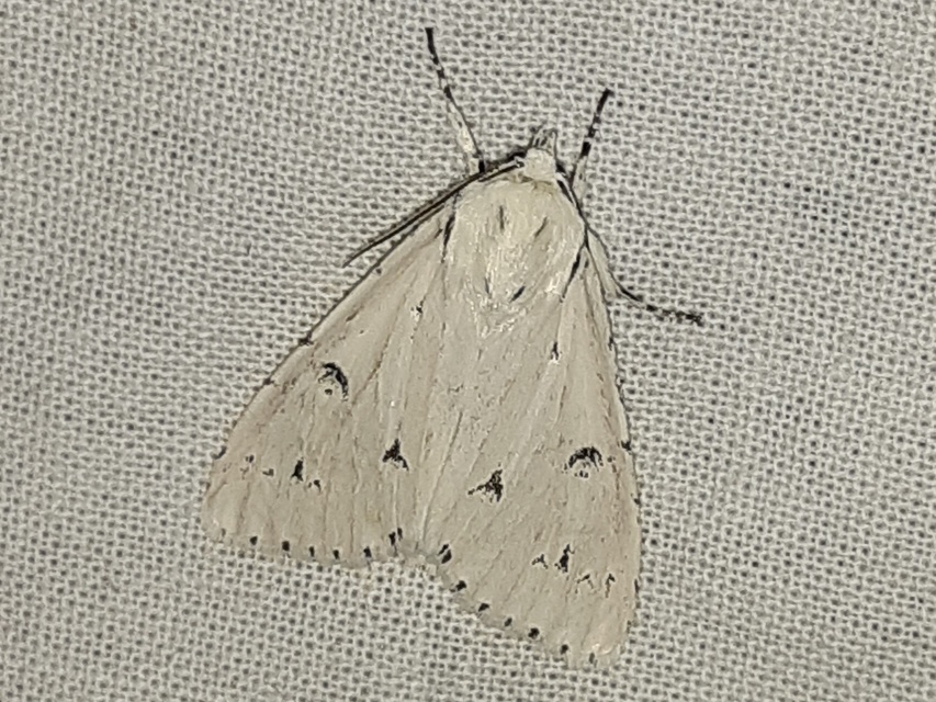 Acronicta leporina - fehér szigonyosbagoly