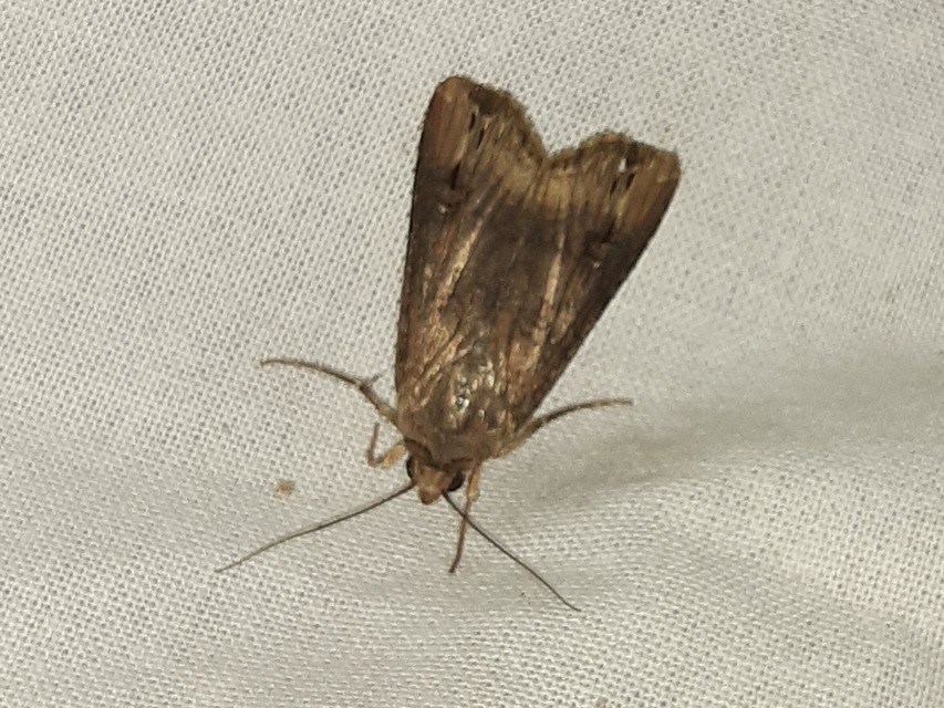 Agrotis ipsilon - nagy földibagoly