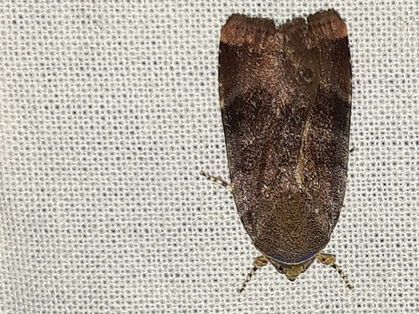 Noctua janthe/janthina