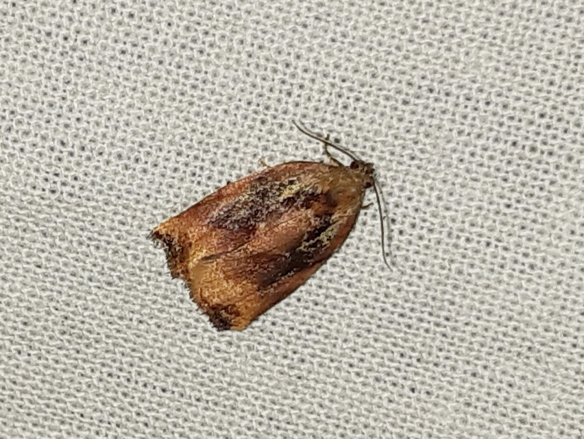 Archips podana - dudvarágó sodrómoly