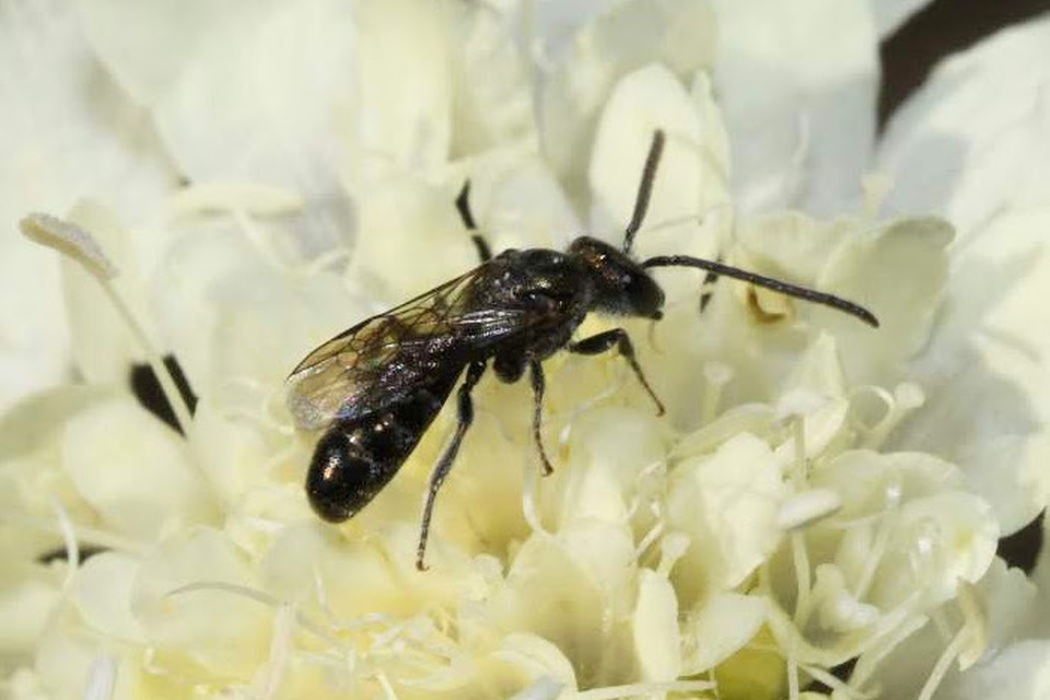 Lasioglossum