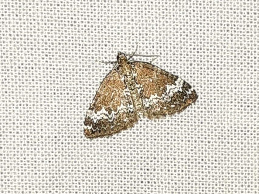 Perizoma alchemillata - árvacsalán-araszoló