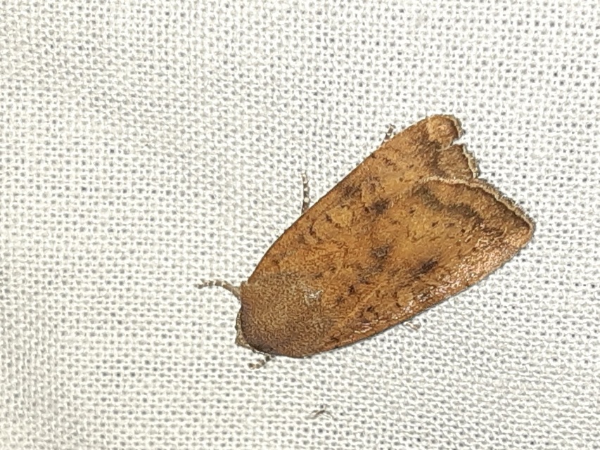 Noctua interjecta - zömök sárgafűbagoly