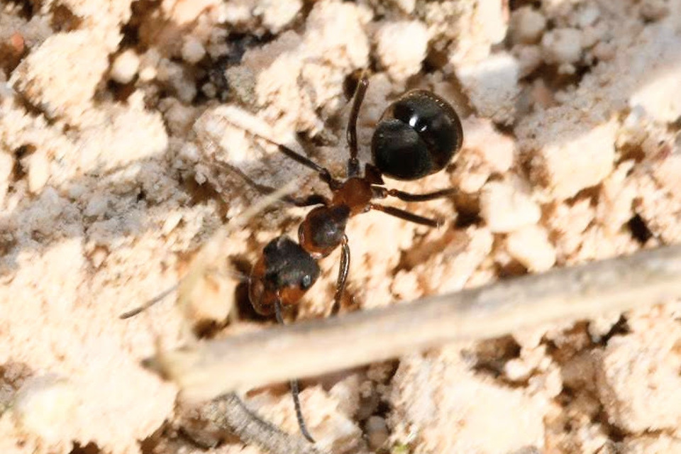 Formica pratensis - réti vöröshangya