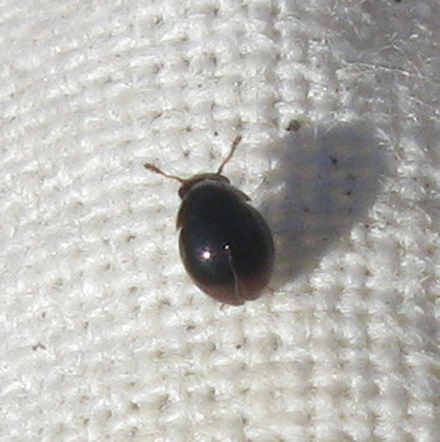 Leiodidae - pecebogárfélék Leiodidae - pecebogárfélék