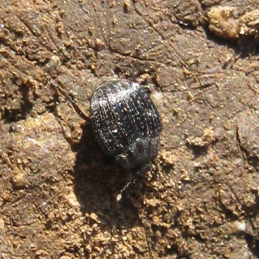 Onthophilus punctatus - nagy bordássutabogár