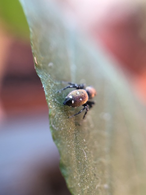 Heliophanus