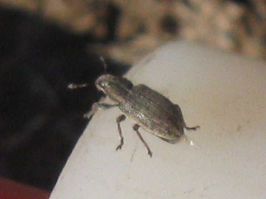 Sitona humeralis - lucerna-csipkézőbogár