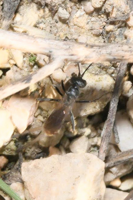Pompilidae - útonállódarazsak