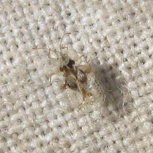 Corythucha
