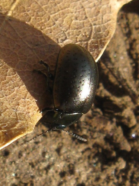 Chrysolina hyperici - zöld orbáncfűlevelész