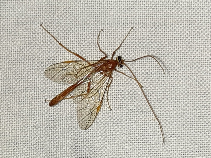 Ophion minutus
