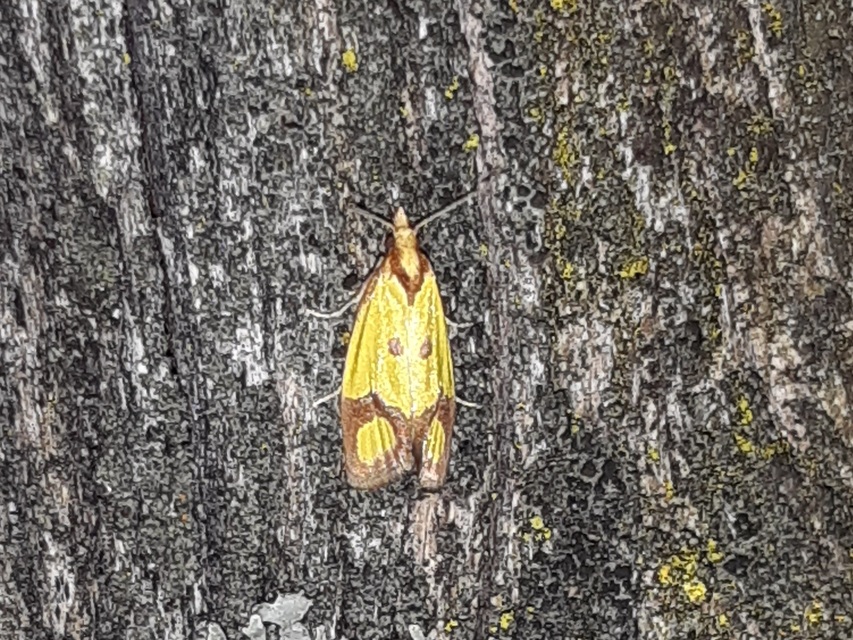 Agapeta zoegana - barnacsíkos sárgamoly
