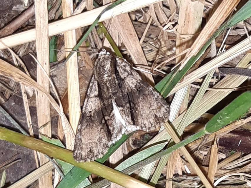 Acronicta alni - éger-szigonyosbagoly
