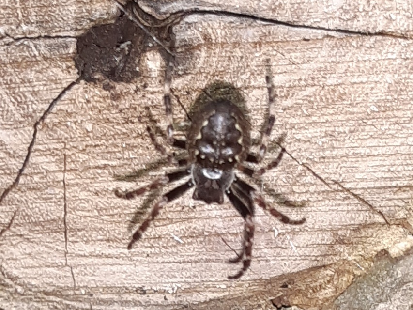 Nuctenea umbratica - közönséges rés-keresztespók