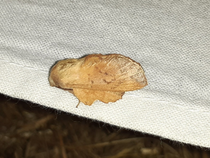 Phyllodesma tremulifolia - nyárlevélpohók