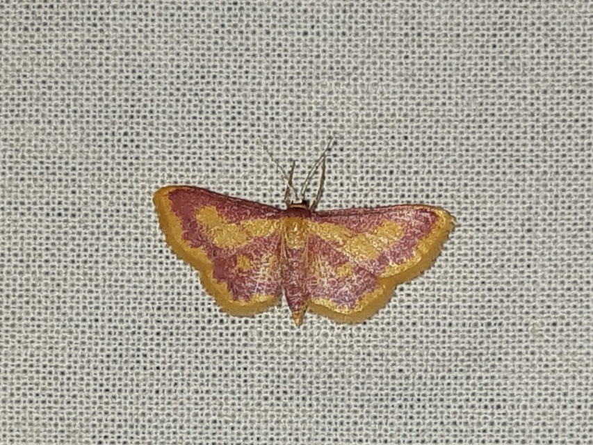 Idaea muricata - mocsári pirosaraszoló