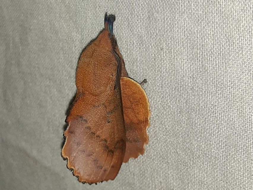 Gastropacha quercifolia - tölgylevélpohók