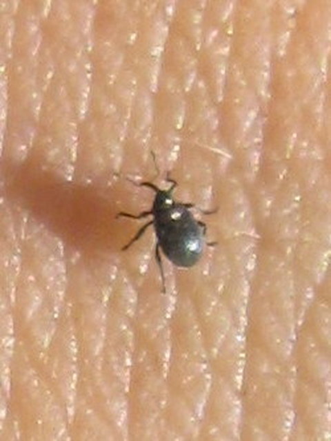 Ceutorhynchus posthumus - rejtőke-ceutormányos
