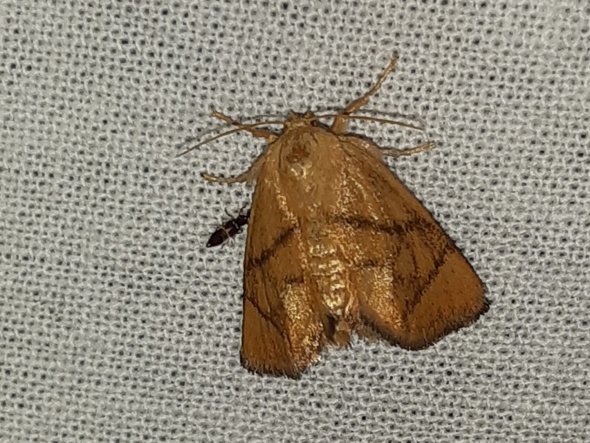 Apoda limacodes - kagylólepke
