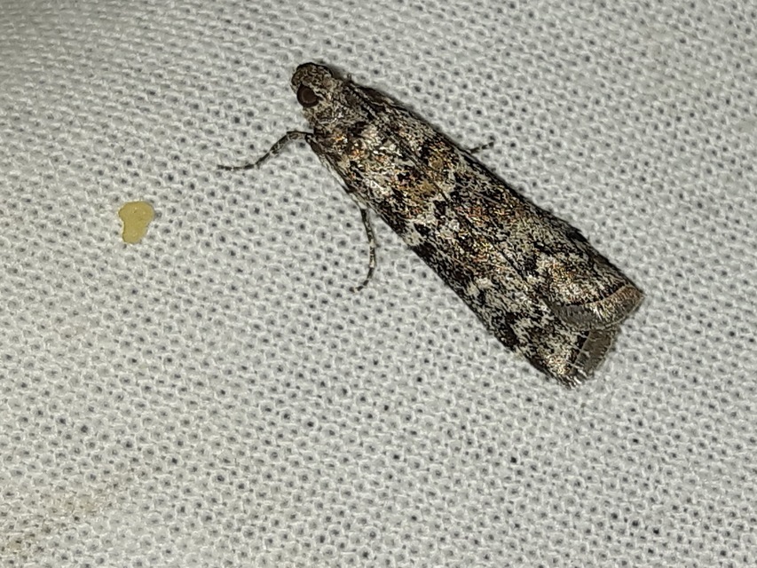 Dioryctria