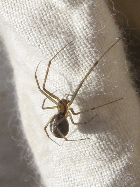 Linyphia triangularis - háromszöges vitorláspók