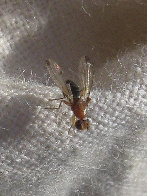 Geomyza
